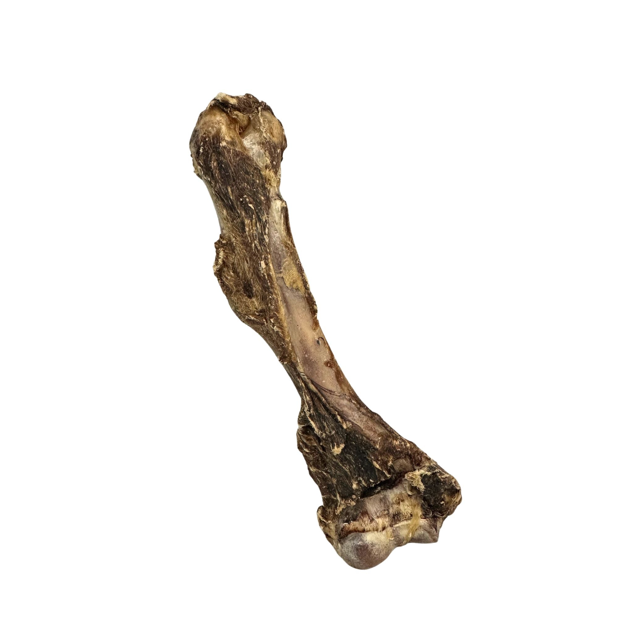 Kangaroo Femur Bone