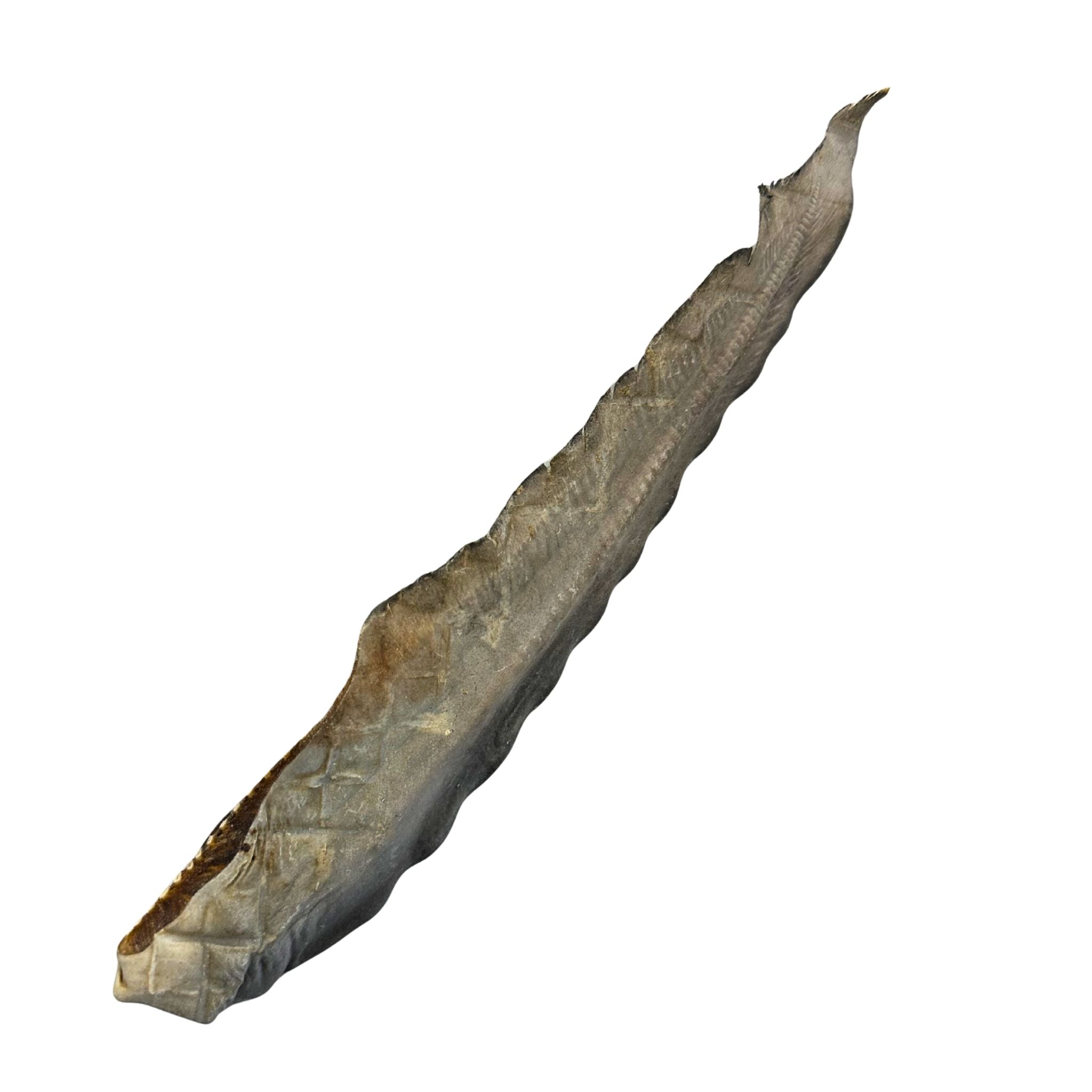 Shark Tail