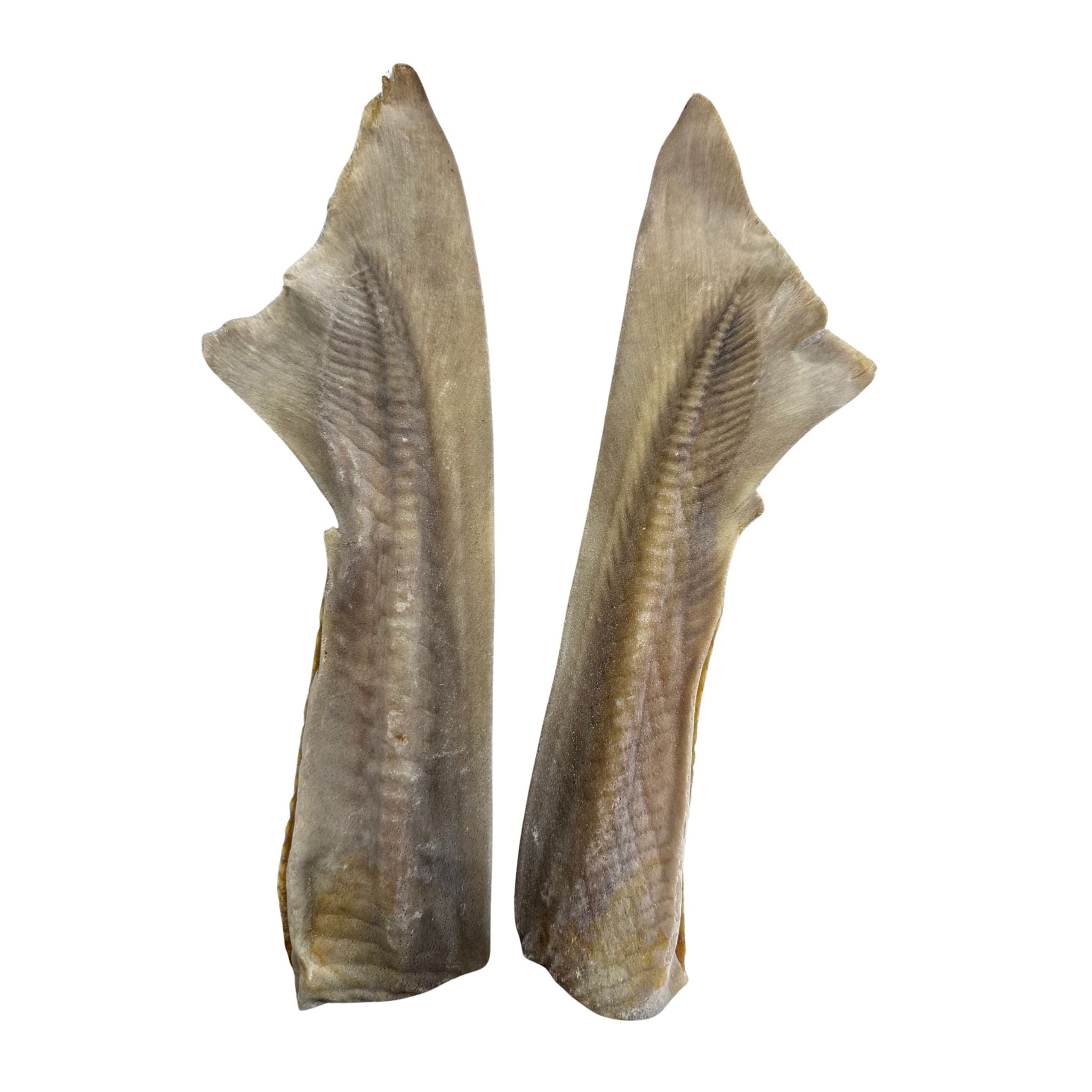 Shark Cartilage Tail
