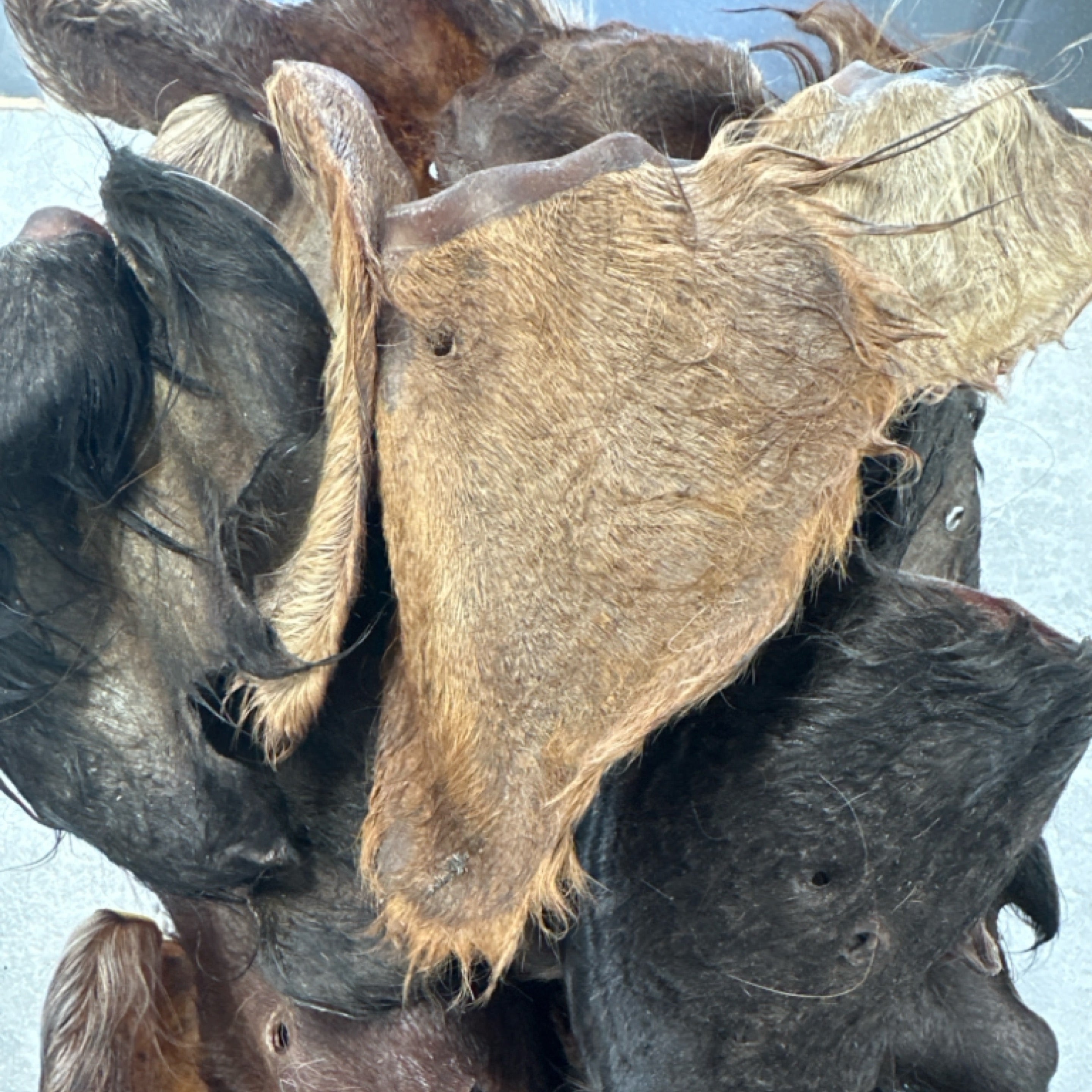 Beef Ears with Hair