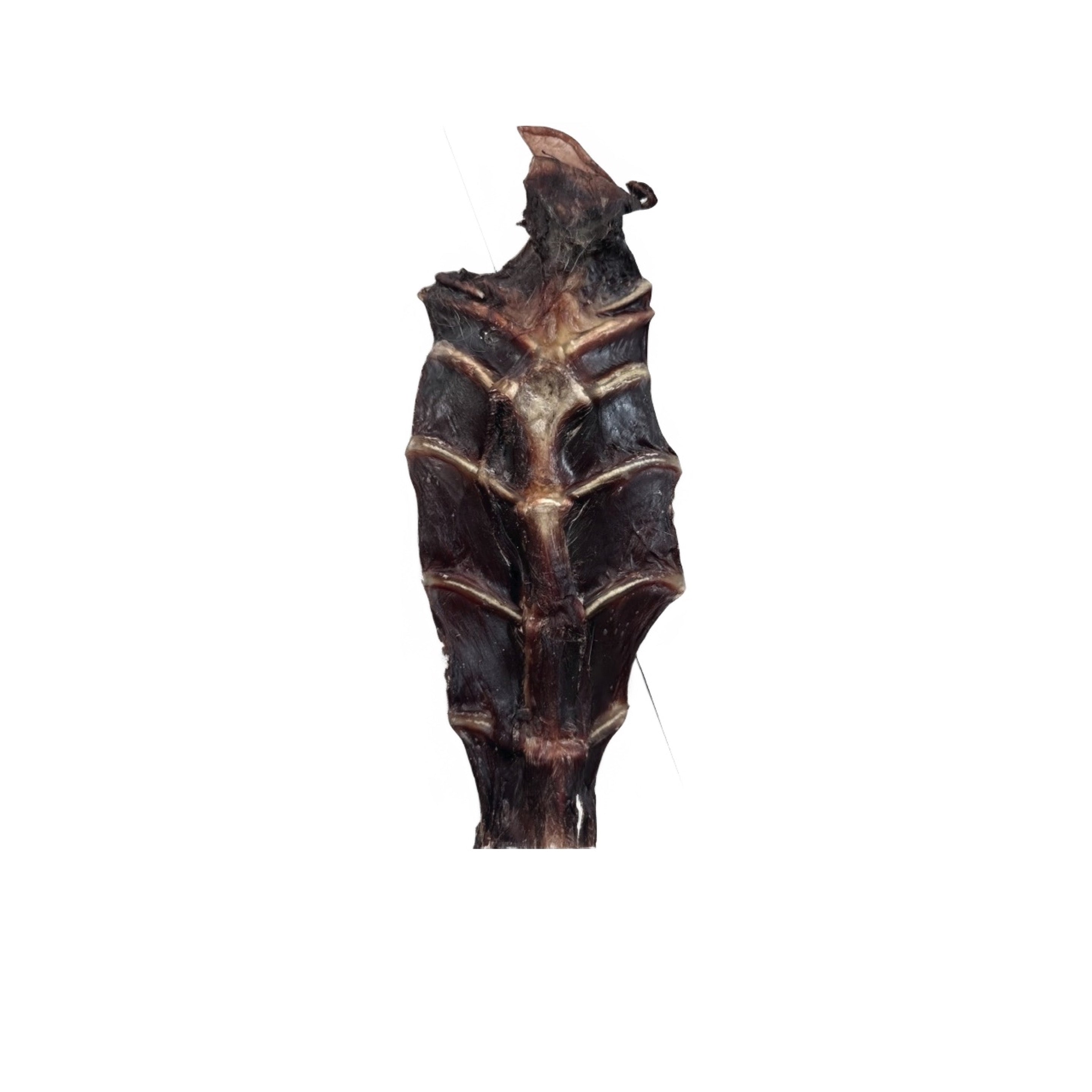 Kangaroo Sternum