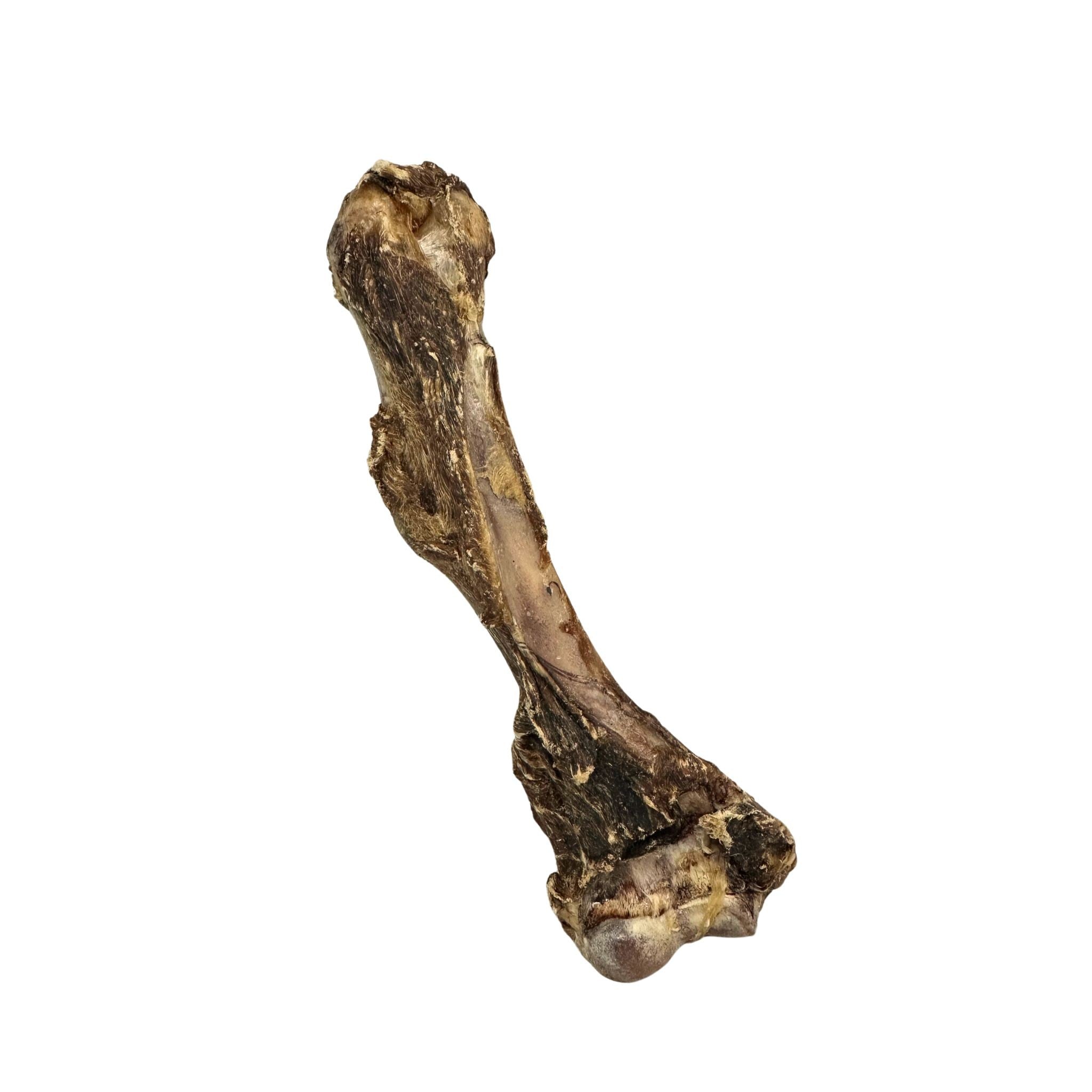 Kangaroo Femur Bone