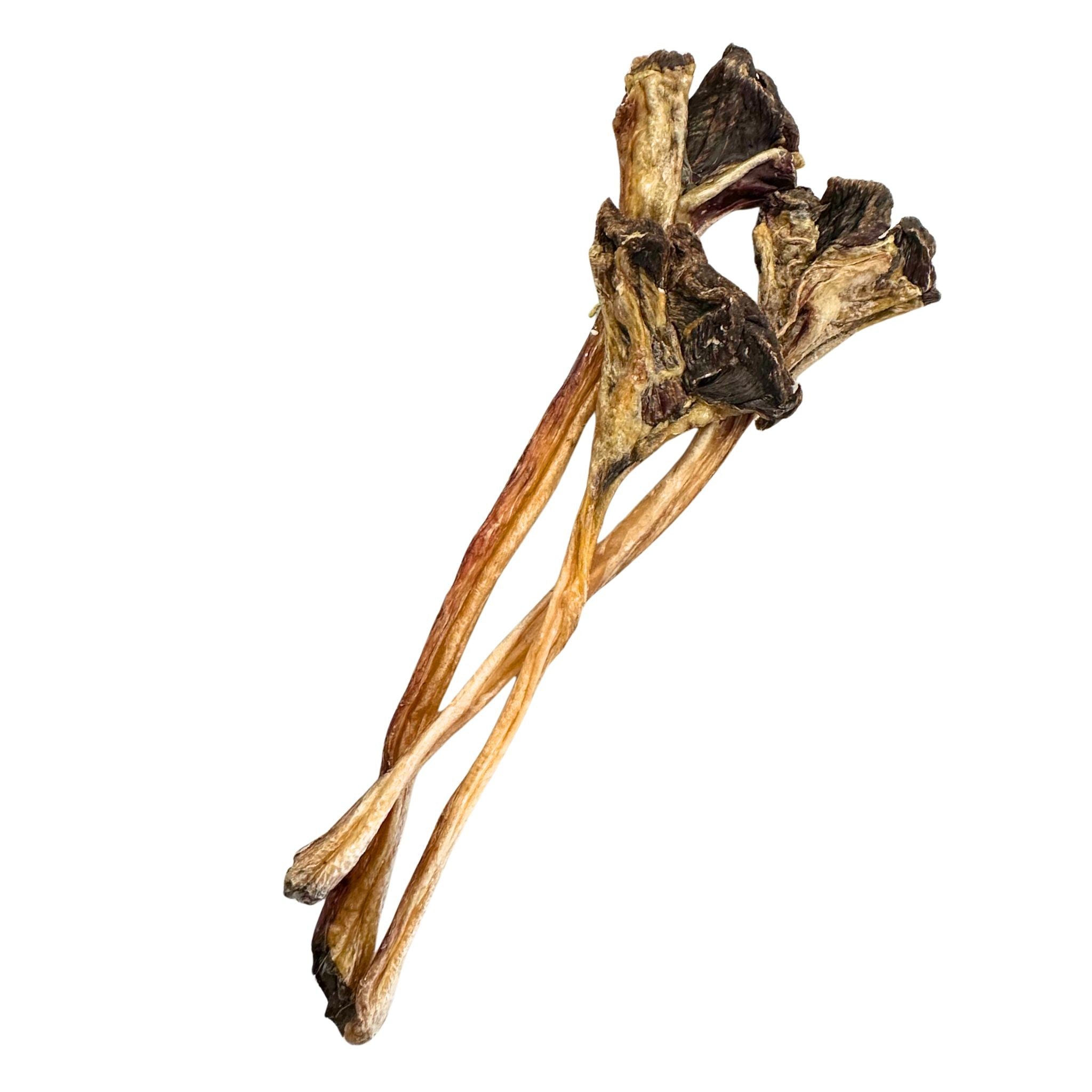 Kangaroo  Leg Tendon