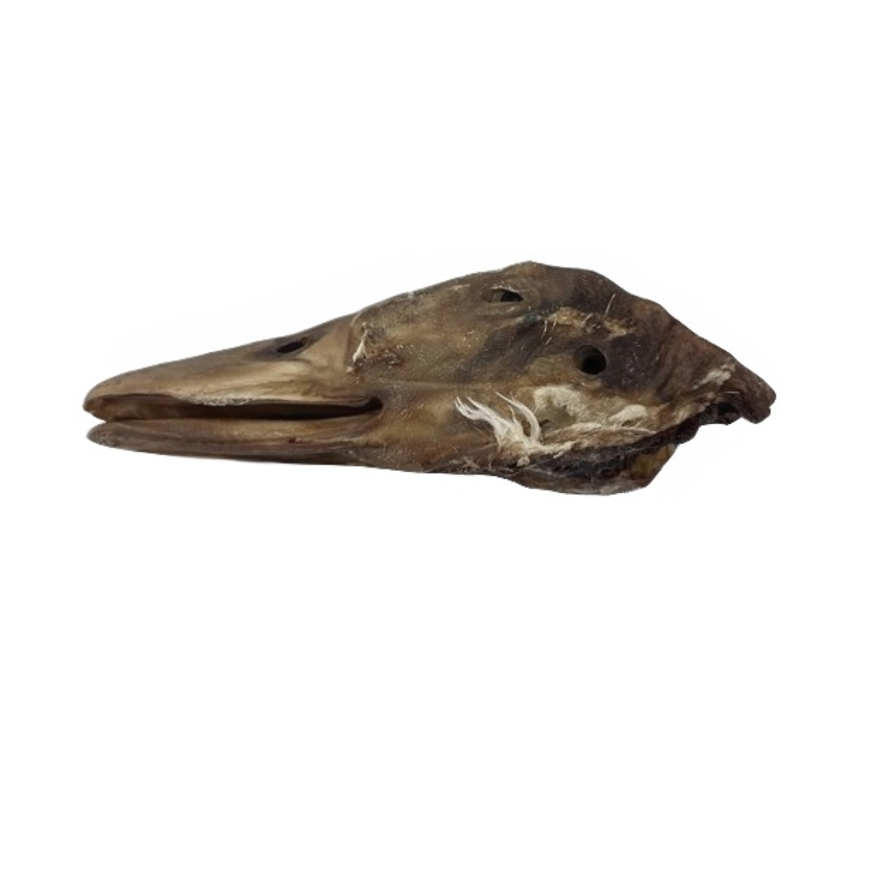 Duck Head